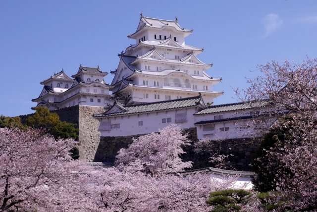 （姫路市）姫路城－平成改修後の姫路城(満開の春）